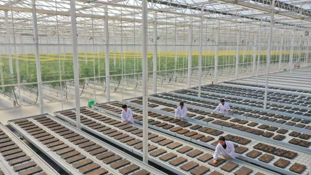 【农业科技】“未来农场”长什么样?这家蔬菜工厂告诉你