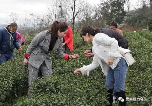 推动复工复产 14.51万亩春茶开采